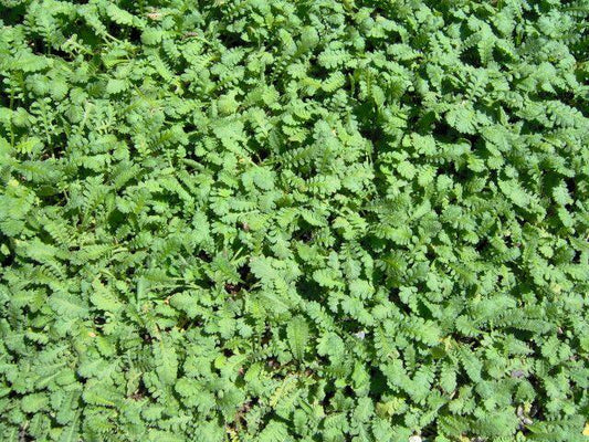Cotula - Cotula scariosa