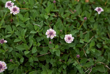 Tiqui tiqui - Phyla nodiflora