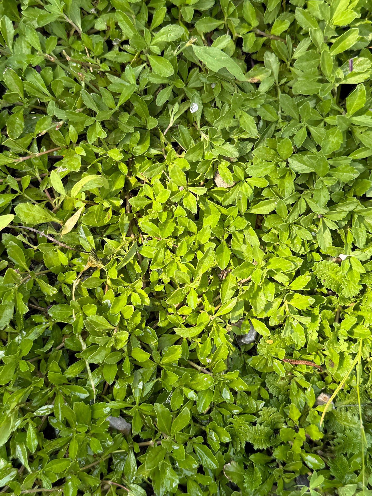 Tiqui tiqui - Phyla nodiflora