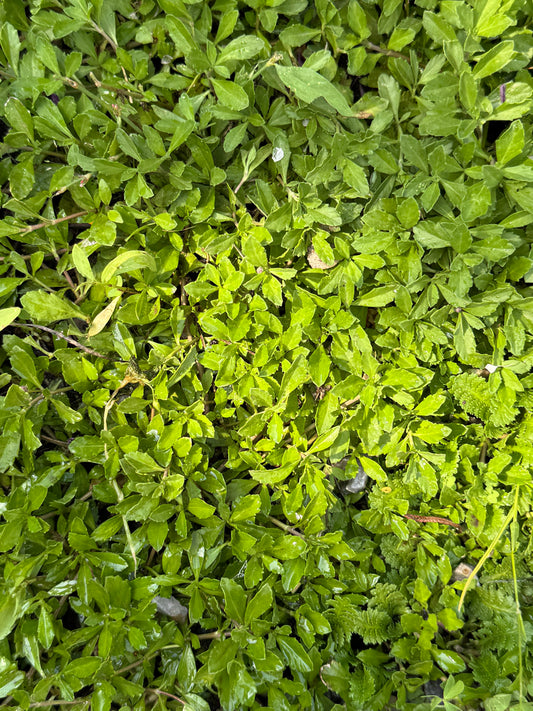 Tiqui tiqui - Phyla nodiflora
