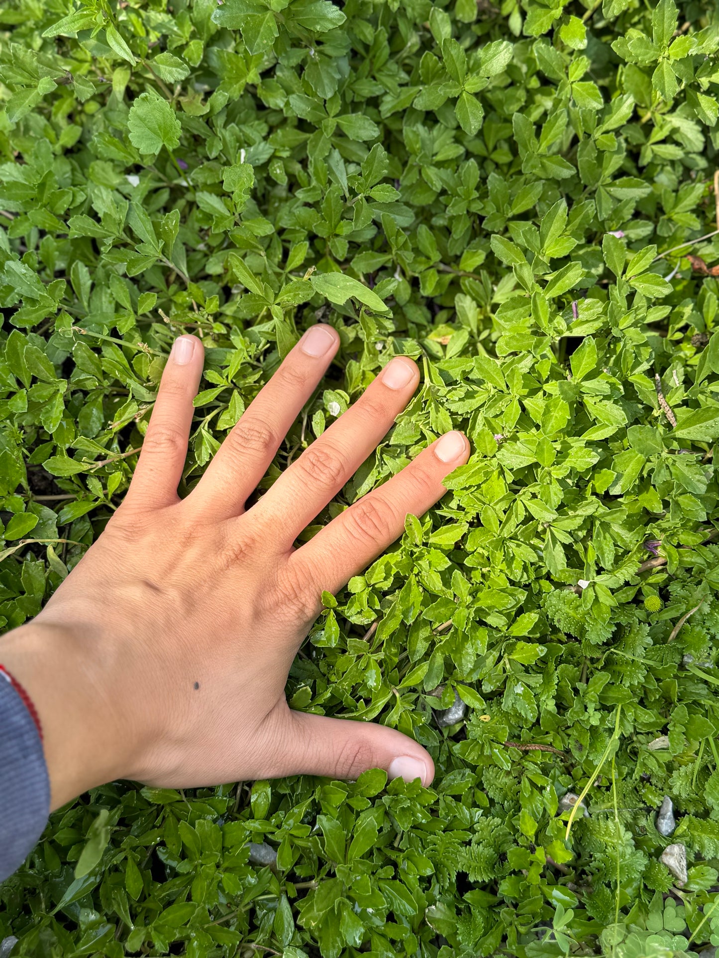 Tiqui tiqui - Phyla nodiflora