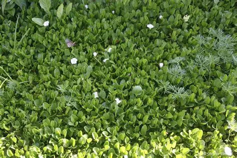 Falkia repens